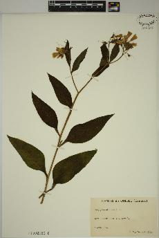 spécimen de Symphytum officinale