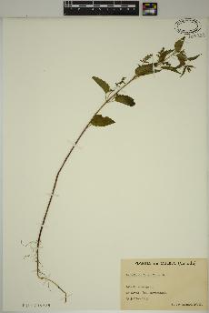 spécimen de Scutellaria lateriflora