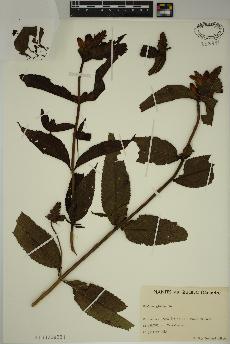 spécimen de Chelone glabra