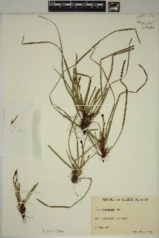 spécimen de Carex pedunculata