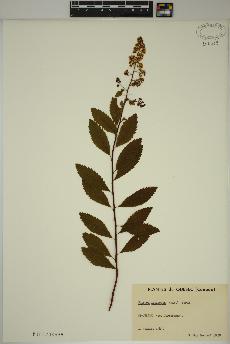 spécimen de Spiraea latifolia