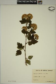 spécimen de Physocarpus opulifolius