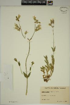 spécimen de Silene vulgaris