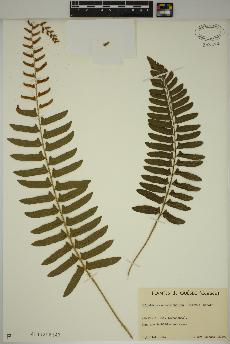 spécimen de Polystichum acrostichoides