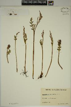 spécimen de Botrychium matricariifolium