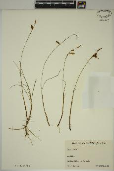 spécimen de Carex limosa