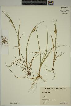 spécimen de Carex aurea