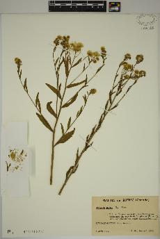 spécimen de Erigeron annuus
