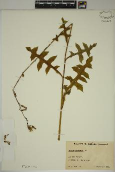 spécimen de Lactuca canadensis