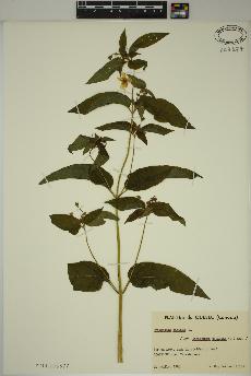 spécimen de Lysimachia ciliata