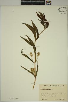 spécimen de Lysimachia thyrsiflora