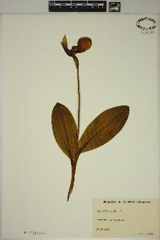 spécimen de Cypripedium acaule