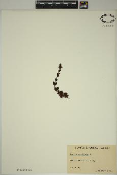 spécimen de Veronica serpyllifolia