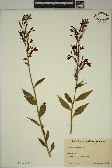 spécimen de Lobelia cardinalis