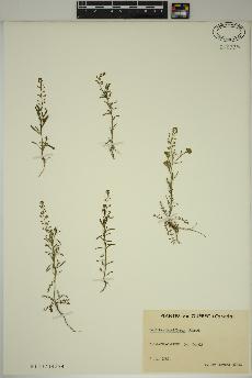 spécimen de Lepidium densiflorum