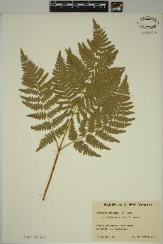 spécimen de Pteridium aquilinum