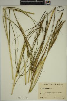 spécimen de Sporobolus michauxianus