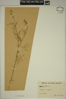 spécimen de Sisymbrium altissimum