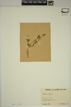 spécimen de Oenothera perennis