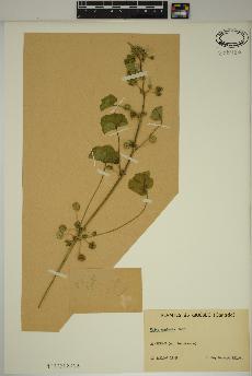 spécimen de Malva neglecta