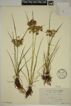 spécimen de Cyperus dentatus