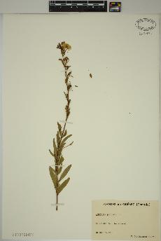 spécimen de Oenothera perennis