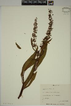 spécimen de Rumex verticillatus