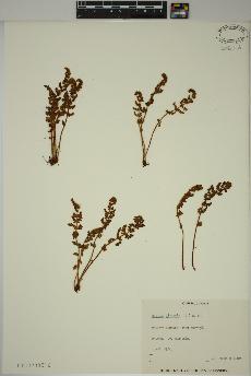 spécimen de Woodsia ilvensis