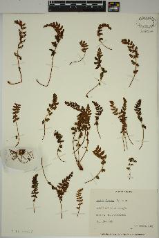 spécimen de Woodsia ilvensis