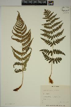 spécimen de Dryopteris marginalis