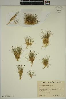 spécimen de Eleocharis acicularis