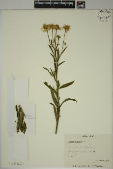spécimen de Helenium autumnale