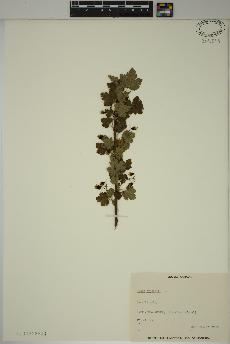 spécimen de Ribes cynosbati