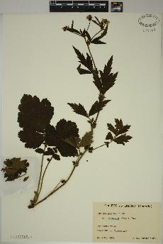 spécimen de Geum macrophyllum