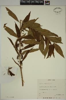 spécimen de Lysimachia thyrsiflora