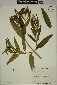 spécimen de Asclepias incarnata