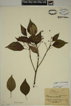 spécimen de Cinnamomum camphora