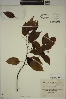 spécimen de Cinnamomum camphora