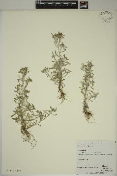 spécimen de Gnaphalium uliginosum