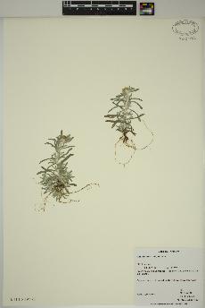 spécimen de Gnaphalium uliginosum