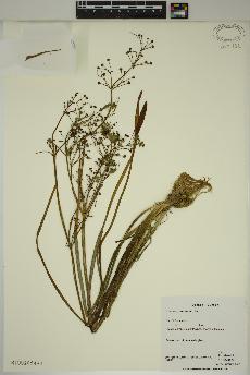 spécimen de Alisma gramineum