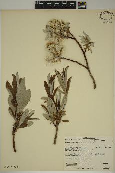 spécimen de Salix candida