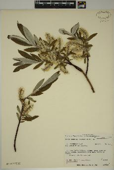 spécimen de Salix candida