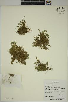 spécimen de Callitriche palustris