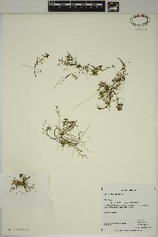 spécimen de Callitriche palustris