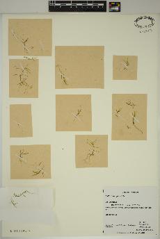 spécimen de Callitriche palustris