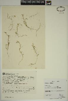 spécimen de Callitriche palustris