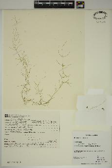 spécimen de Callitriche palustris