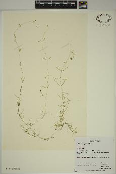 spécimen de Callitriche palustris