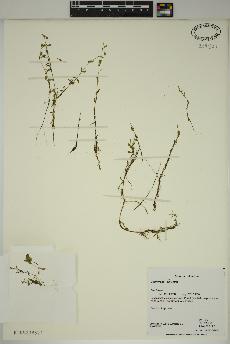 spécimen de Callitriche palustris